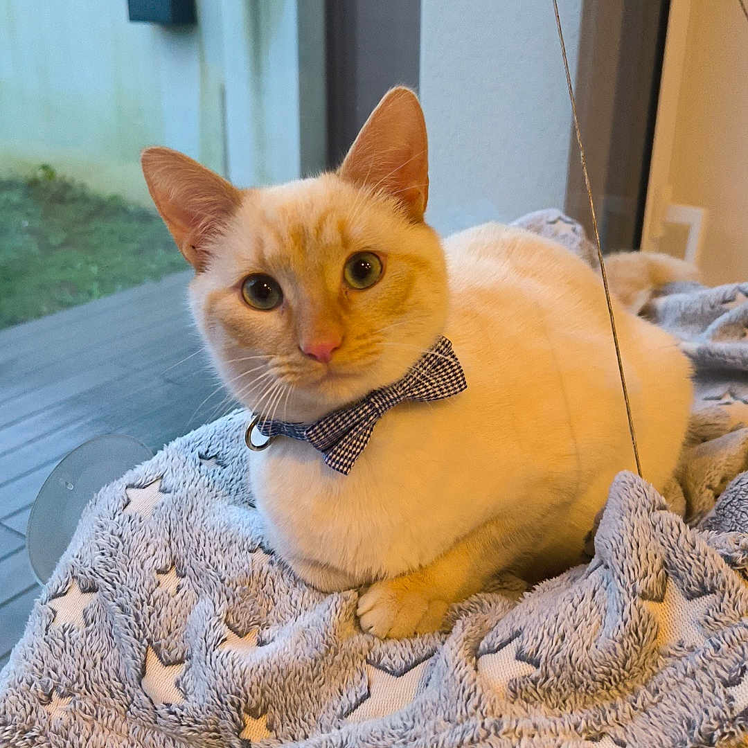 Flocon a rejoint le concours — aidez-le/la à gagner de superbes lots ! abyssinian, animal, blanket, canine, cat, dog, dogbed, electronics, furniture, hardwood, homedecor, kitten, manx, pet, plywood, siamese, speaker, towel, toy, wood