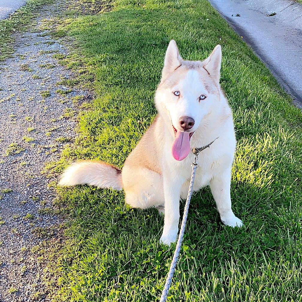 Blaze is registered to the contest to win money with this photo: accessories, animal, canine, dog, grass, husky, leash, nature, outdoors, park, path, pet, plant, roadsign, sidewalk, sign, strap, symbol, tree, vegetation