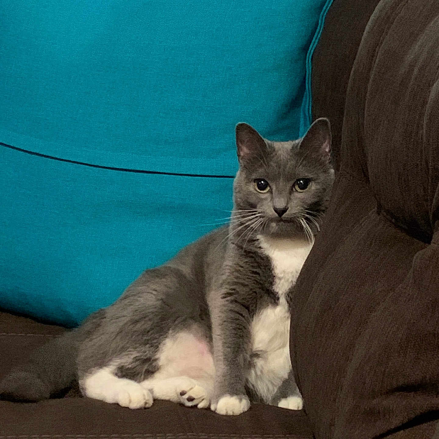 Tinkerbell Marie is registered to the contest to win money with this photo: abyssinian, animal, architecture, armchair, building, cat, chair, couch, cushion, furniture, homedecor, indoors, kitten, linen, livingroom, manx, pet, pillow, room