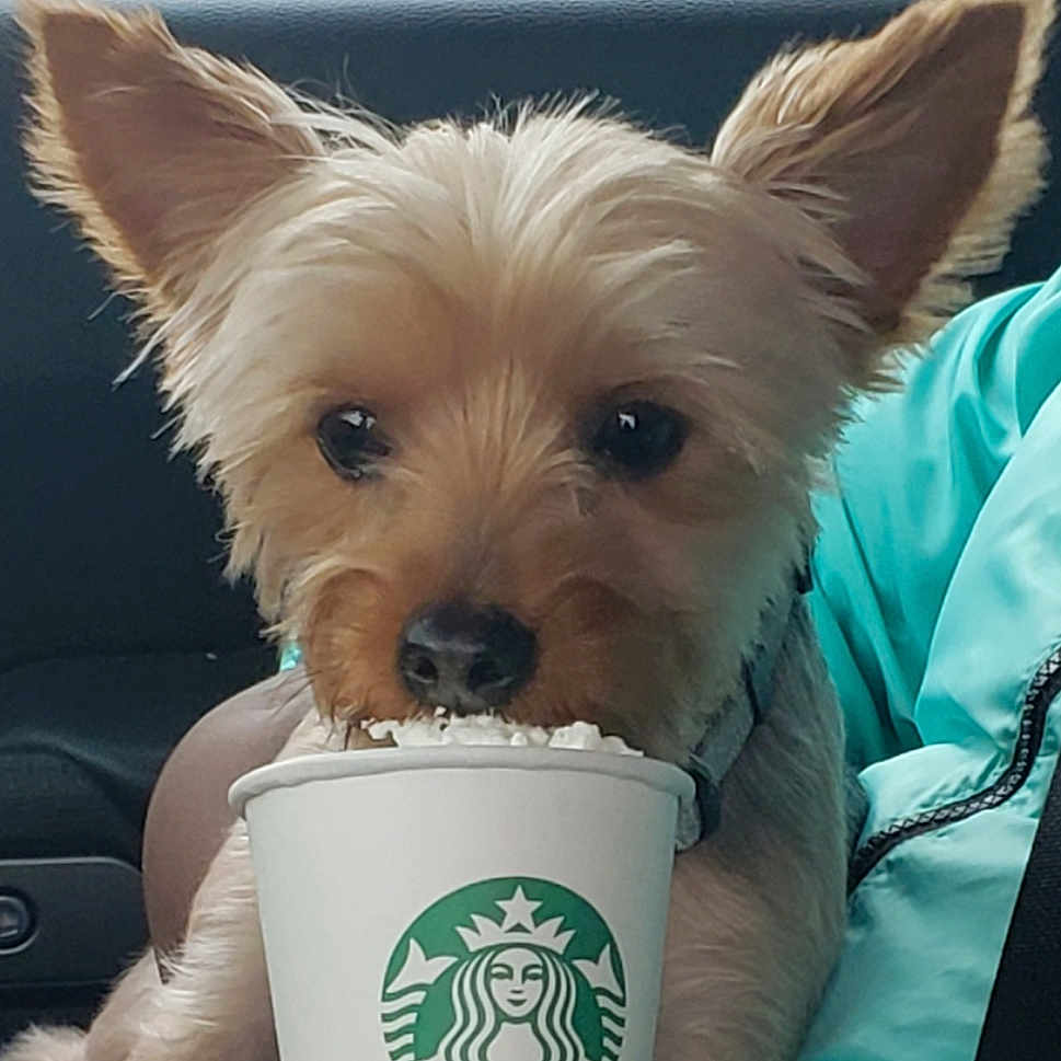 Diesel Jagger joined the competition — help win amazing prizes! australian_terrier, biewer_terrier, cairn_terrier, canidae, carnivore, companion_dog, dog, dog_breed, ear, mammal, puppy, rare_breed_dog, small_terrier, snout, terrier, toy_dog, vertebrate, west_highland_white_terrier, yorkshire_terrier