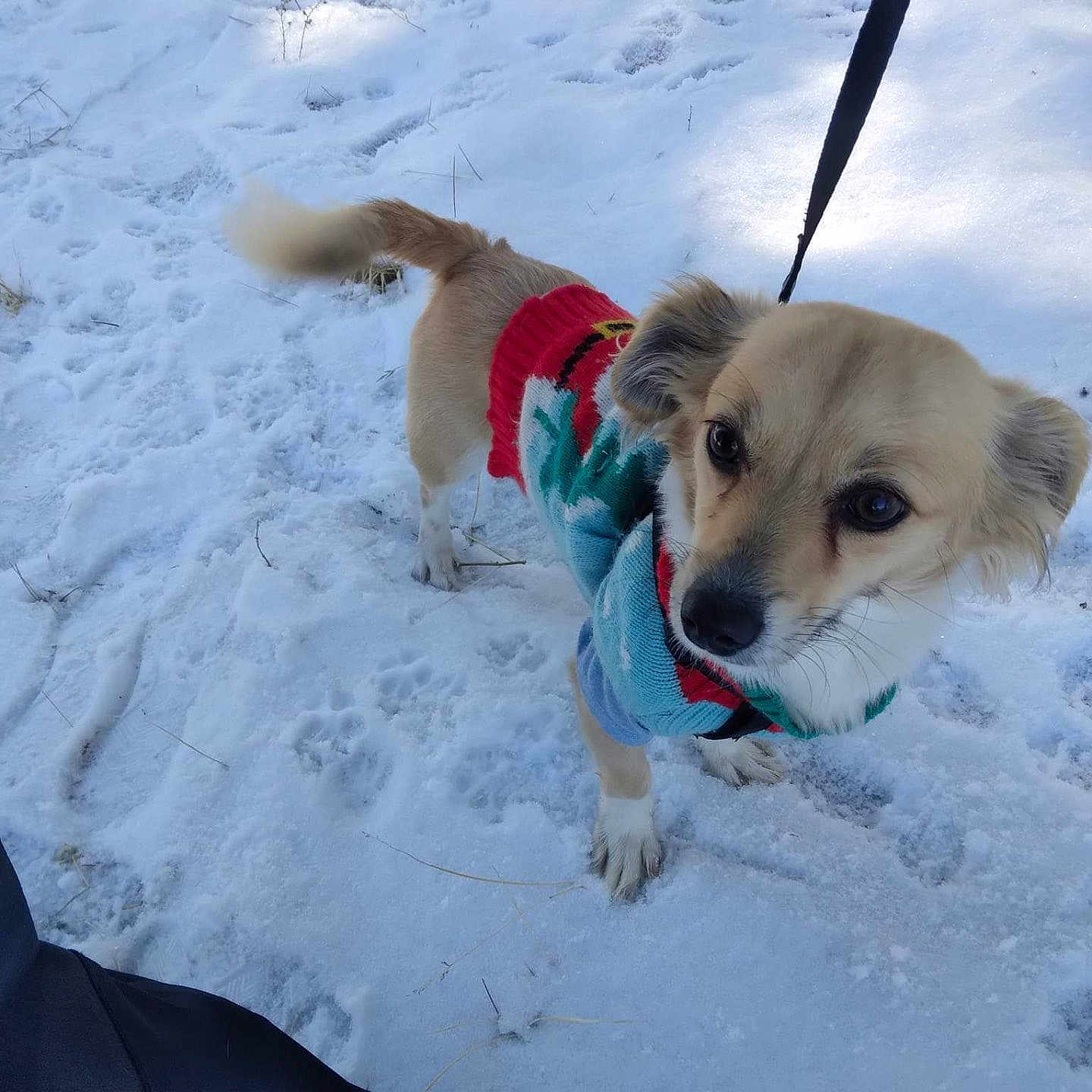 Babyygirl joined the competition — help win amazing prizes! alert, animal, canine, cold, cute, daylight, dog, fur, furry, leash, nature, outdoor, paw_prints, pet, playful, small_dog, snow, sweater, walking, winter