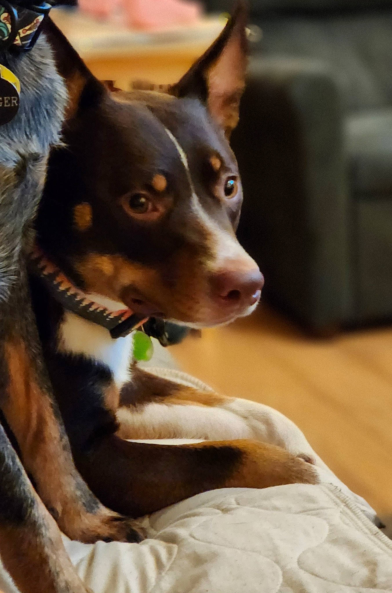 Boone joined the competition — help win amazing prizes! canidae, carnivore, collar, comfort, companion_dog, dog, dog_breed, dog_collar, ear, fawn, fur, snout, sporting_group, terrestrial_animal, whiskers, working_animal, working_dog