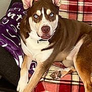 Chase joined the competition — help win amazing prizes! dog, blue_eyes, brown_and_white_fur, plaid_blanket, purple_blanket, couch, indoor, pet, relaxed, lying_down, paw, ear, snout, collar, furniture, domestic_animal, canine, cozy, comfortable, living_room