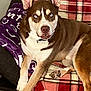 dog, blue_eyes, brown_and_white_fur, plaid_blanket, purple_blanket, couch, indoor, pet, relaxed, lying_down, paw, ear, snout, collar, furniture, domestic_animal, canine, cozy, comfortable, living_room
