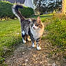 cat, tabby_cat, fluffy, outdoor, garden, grass, path, sunlight, greenery, house, trees, nature, pet, animal, walking, feline, tail, daylight, cute, curious