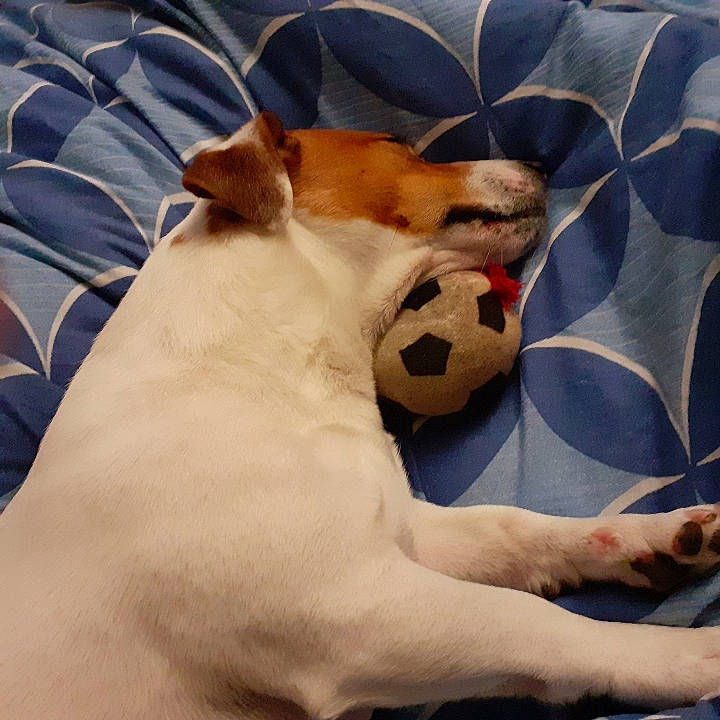 Gamin participe au concours pour gagner de l'argent avec cette photo : ball, canidae, carnivore, collar, comfort, companion_dog, dog, dog_bed, dog_breed, dog_supply, fawn, football, fur, linens, paw, pet_supply, snout, sporting_group, toy, working_animal