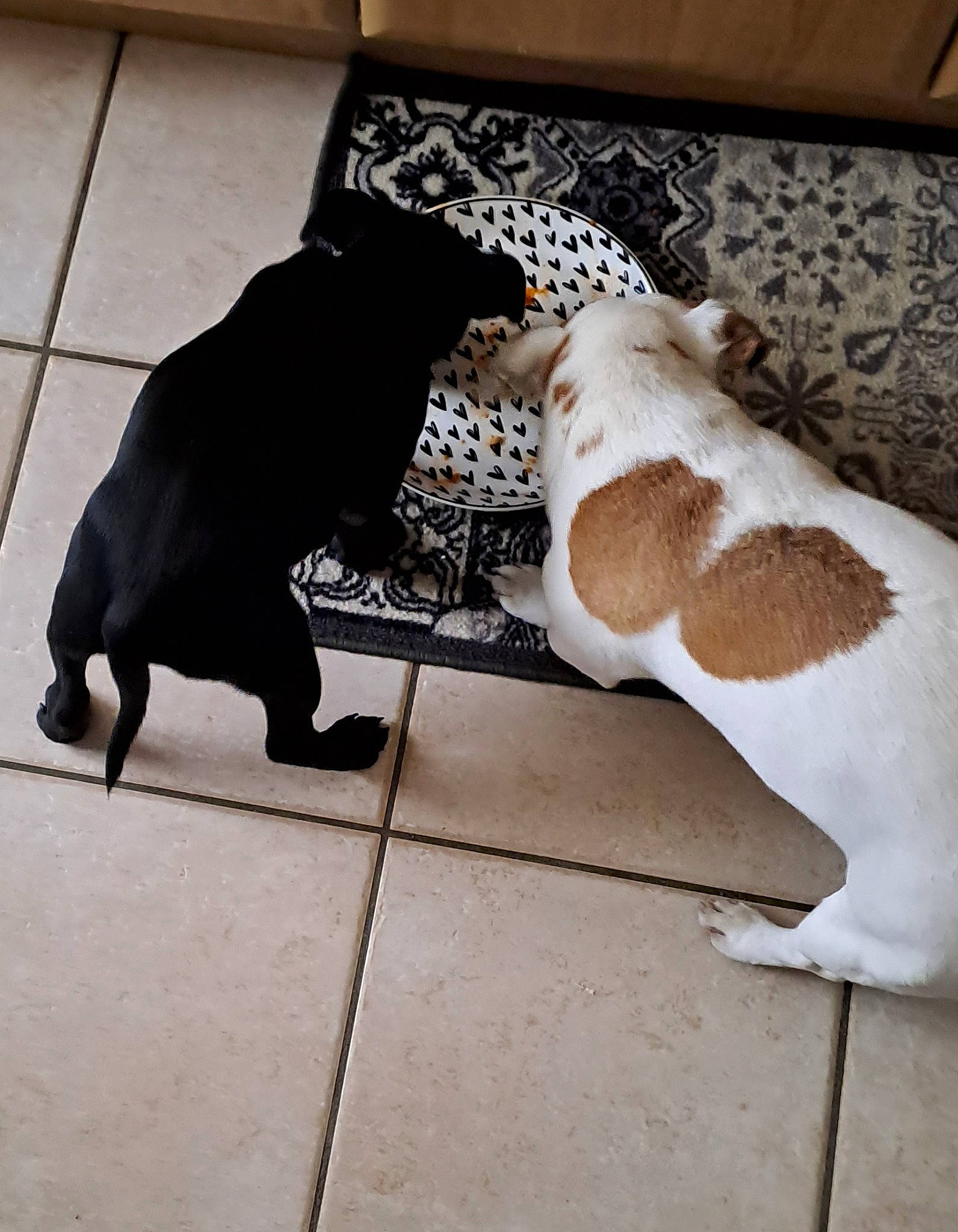 Gamin a rejoint le concours — aidez-le/la à gagner de superbes lots ! canidae, carnivore, comfort, companion_dog, dog_breed, fawn, felidae, floor, flooring, fur, hardwood, human_leg, linens, sitting, small_to_medium_sized_cats, snout, sporting_group, tail, tints_and_shades, wood