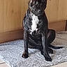 animal, brindle, canine, carpet, companion, curious, dog, domestic, ears, floor_tiles, four_legs, fur, home, indoor, looking, pet, sitting, tail, white_patch, wooden_cabinet
