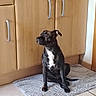 Akira participe au concours pour gagner de l'argent avec cette photo : dog, brindle, pet, indoor, kitchen, rug, tile_floor, wooden_cabinet, handle, floor, sitting, attentive, animal, domestic, fur, side_view, quiet, home, companion, canine