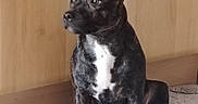 Akira participe au concours pour gagner de l'argent avec cette photo : dog, brindle, pet, indoor, carpet, floor, wooden_cabinet, furniture, canine, animal, sitting, looking_away, domestic, companion, ears_up, white_patch, curious, alert, home, medium_size