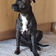 Akira participe au concours pour gagner de l'argent avec cette photo : dog, brindle, pet, indoor, carpet, floor, wooden_cabinet, fur, canine, animal, sitting, looking_away, attentive, domestic, companion, paws, tail, ears, white_patch, snout
