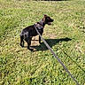 Akira a rejoint le concours — aidez-le/la à gagner de superbes lots ! dog, leash, grass, outdoor, sunlight, shadow, wall, vine, utility_box, pet, animal, canine, standing, happy, nature, greenery, daylight, open_mouth, collar, background