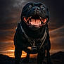 animal, black_dog, canine, close_up, clouds, collar, cute, dog, friendly, happy, leash, muzzle, nature, outdoor, pet, portrait, sky, smiling, sunset, tongue_out