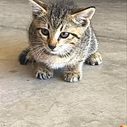 Milo joined the competition — help win amazing prizes! kitten, cat, tabby, animal, pet, young, fur, whiskers, ears, eyes, paws, floor, concrete, cute, small, crouching, indoor, mammal, feline, adorable