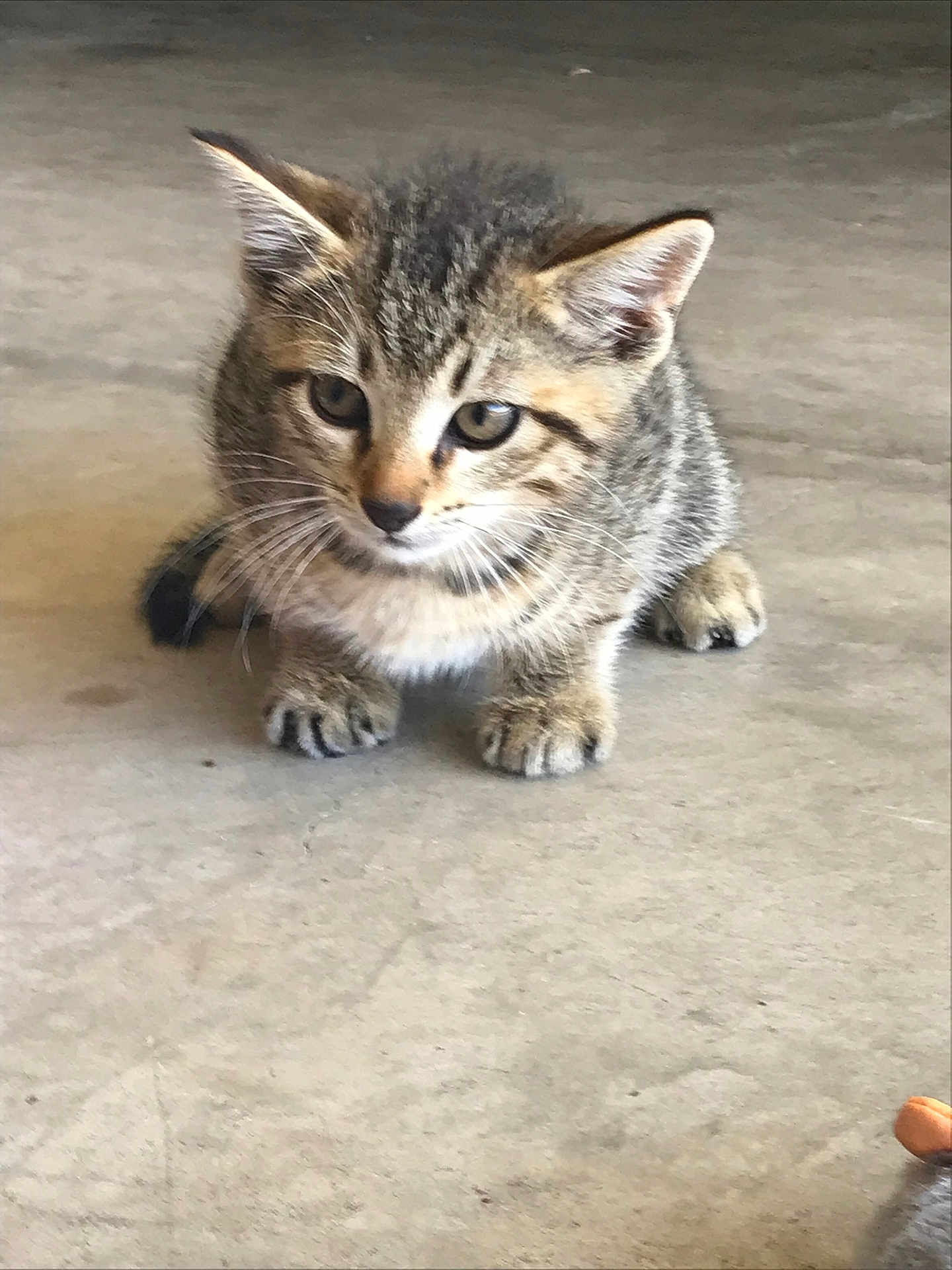 Milo