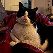 Forrest Gump joined the competition — help win amazing prizes! animal, black_and_white, blanket, cat, comfort, couch, cozy, cute, ears, feline, fur, home, indoor, looking, pet, red, relaxed, resting, striped, whiskers