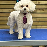 Cleo joined the competition — help win amazing prizes! dog, white_dog, tie, purple_tie, grooming_table, pet, fluffy, small_dog, leash, indoor, wooden_wall, standing, cute, portrait, animal, fur, pet_accessory, looking_at_camera, domestic_animal, well_groomed