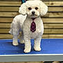 dog, white_dog, tie, purple_tie, grooming_table, pet, fluffy, small_dog, leash, indoor, wooden_wall, standing, cute, portrait, animal, fur, pet_accessory, looking_at_camera, domestic_animal, well_groomed