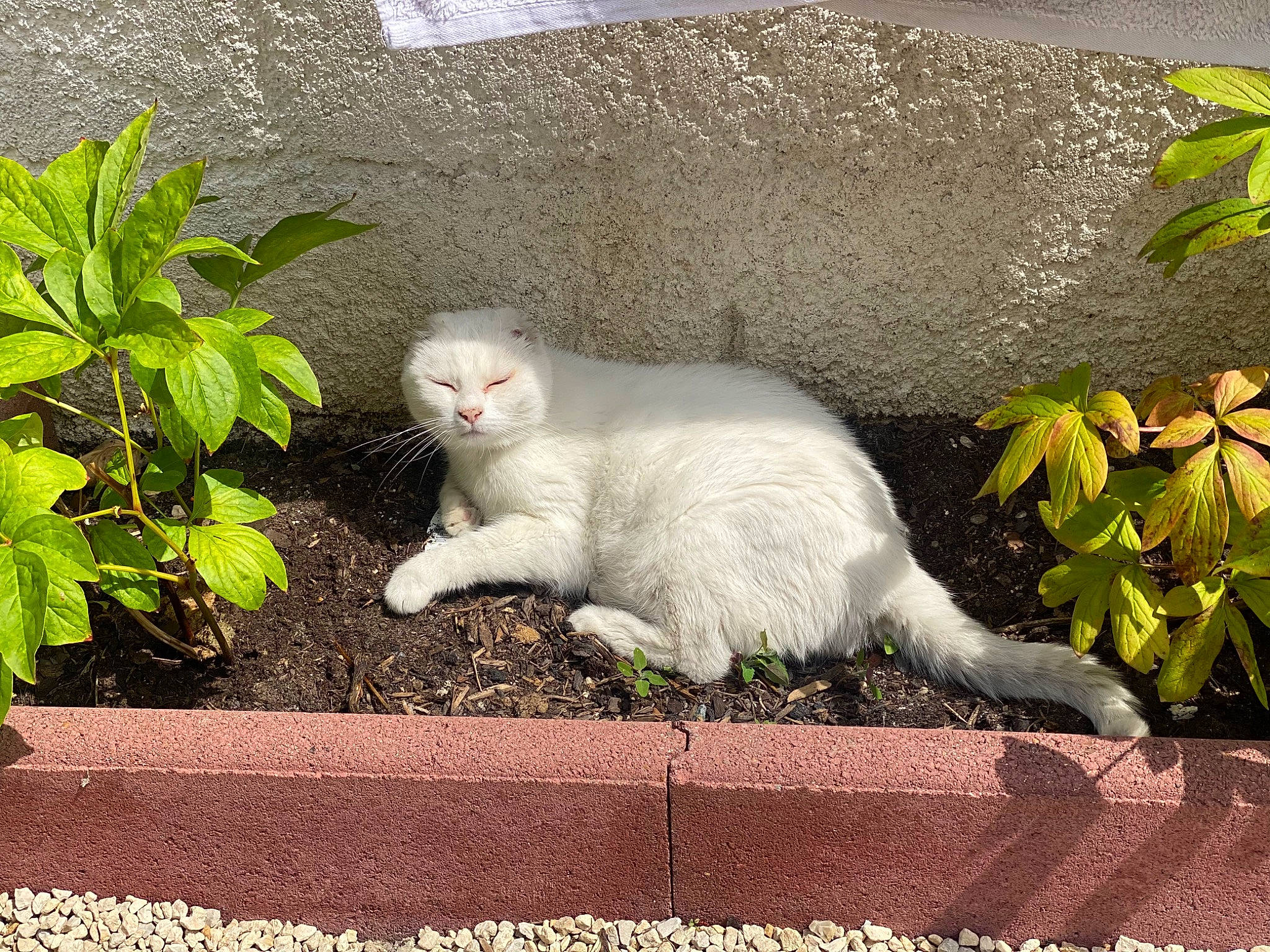 Vanille participe au concours pour gagner de l'argent avec cette photo : carnivore, cat, domestic_short_haired_cat, fawn, felidae, fur, grass, groundcover, herb, paw, plant, plant_stem, small_to_medium_sized_cats, snout, tail, terrestrial_animal, whiskers
