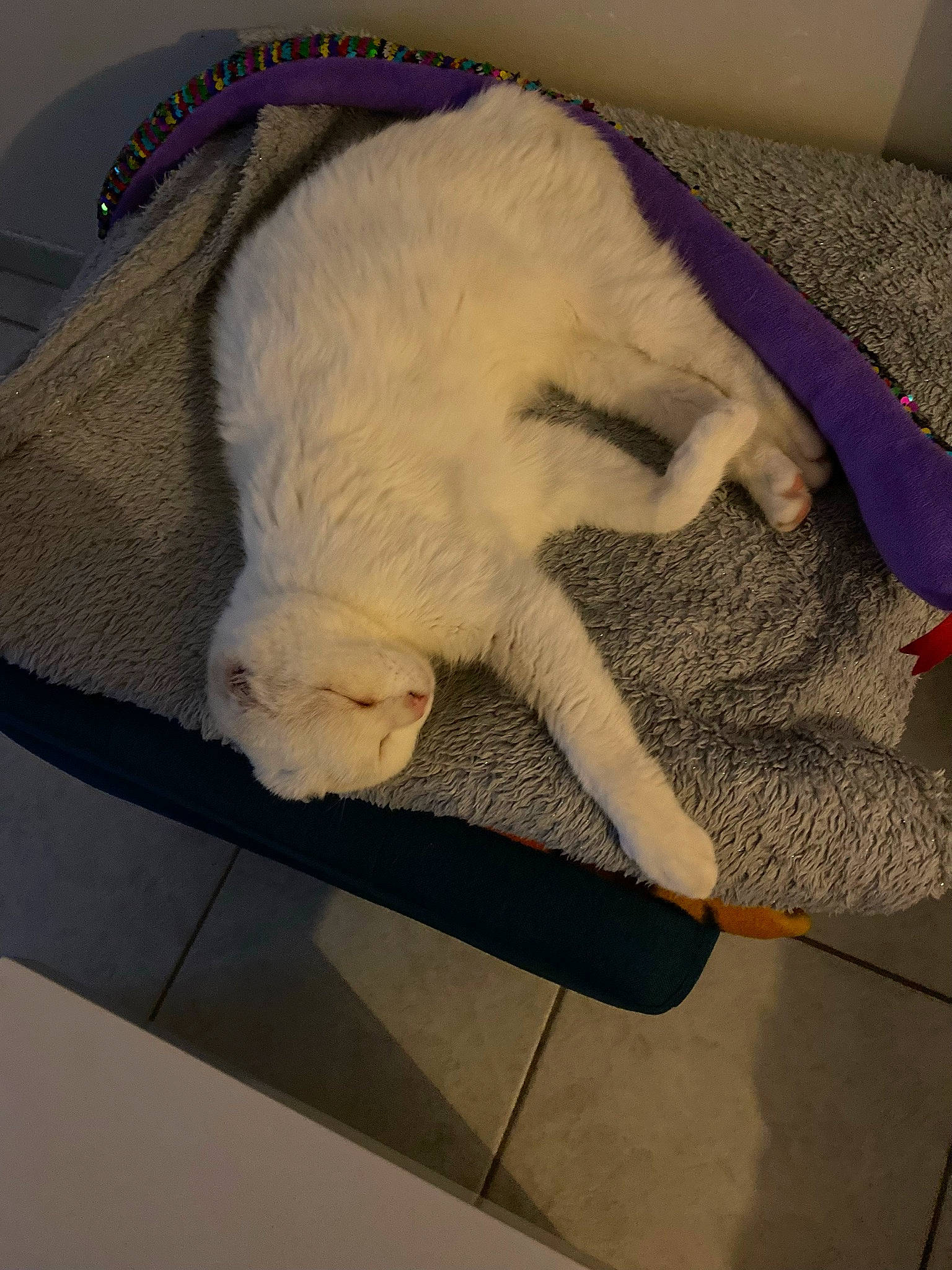 Vanille a rejoint le concours — aidez-le/la à gagner de superbes lots ! bedding, canidae, carnivore, cat, claw, cloud, comfort, domestic_short_haired_cat, fawn, felidae, flooring, fur, linens, paw, small_to_medium_sized_cats, snout, tail, whiskers, wood, wool