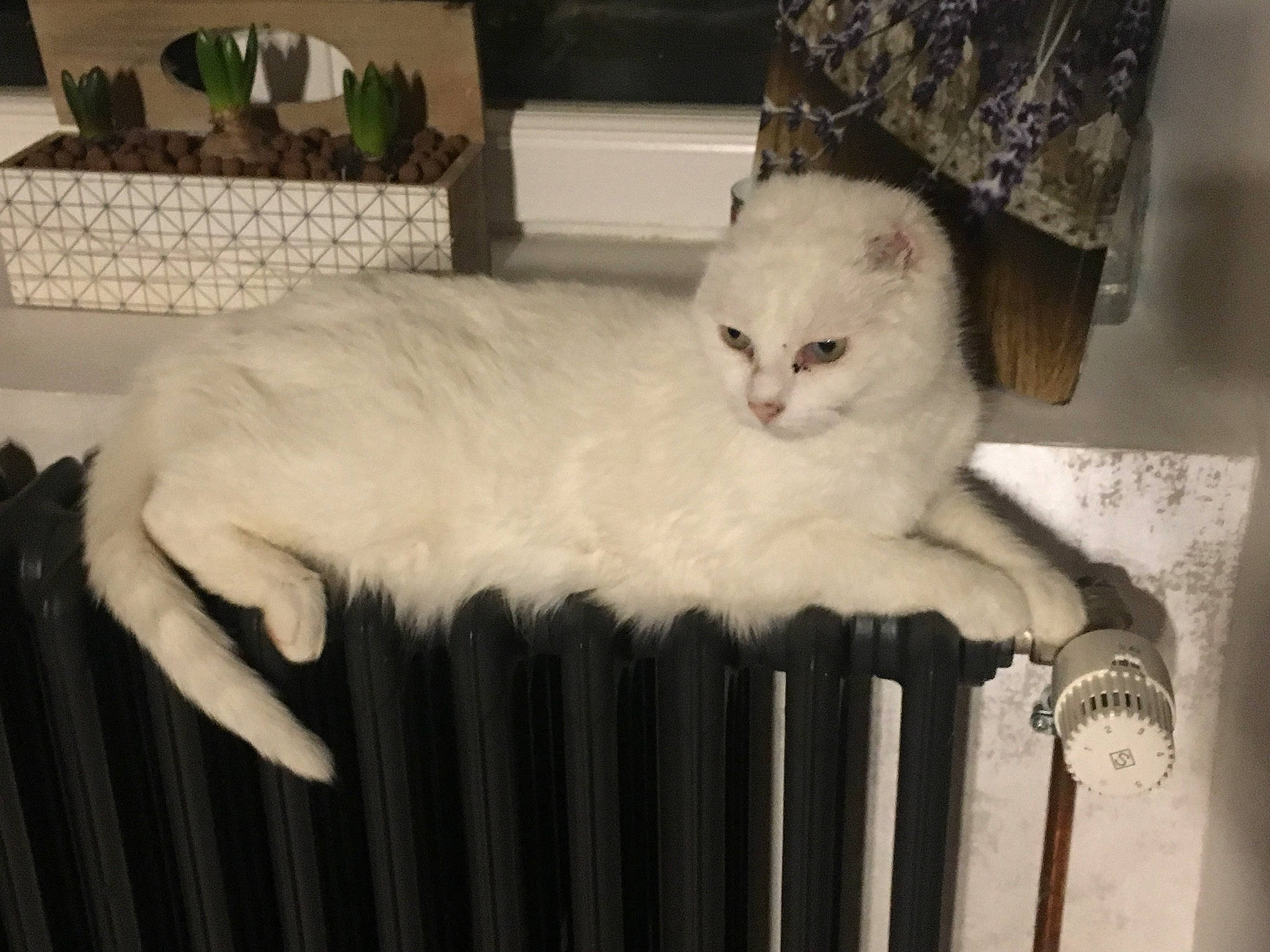 Vanille a rejoint le concours — aidez-le/la à gagner de superbes lots ! bed, cage, carnivore, cat, cat_bed, chair, claw, comfort, computer_keyboard, domestic_short_haired_cat, felidae, fur, houseplant, monochrome, paw, room, small_to_medium_sized_cats, tail, whiskers, wood