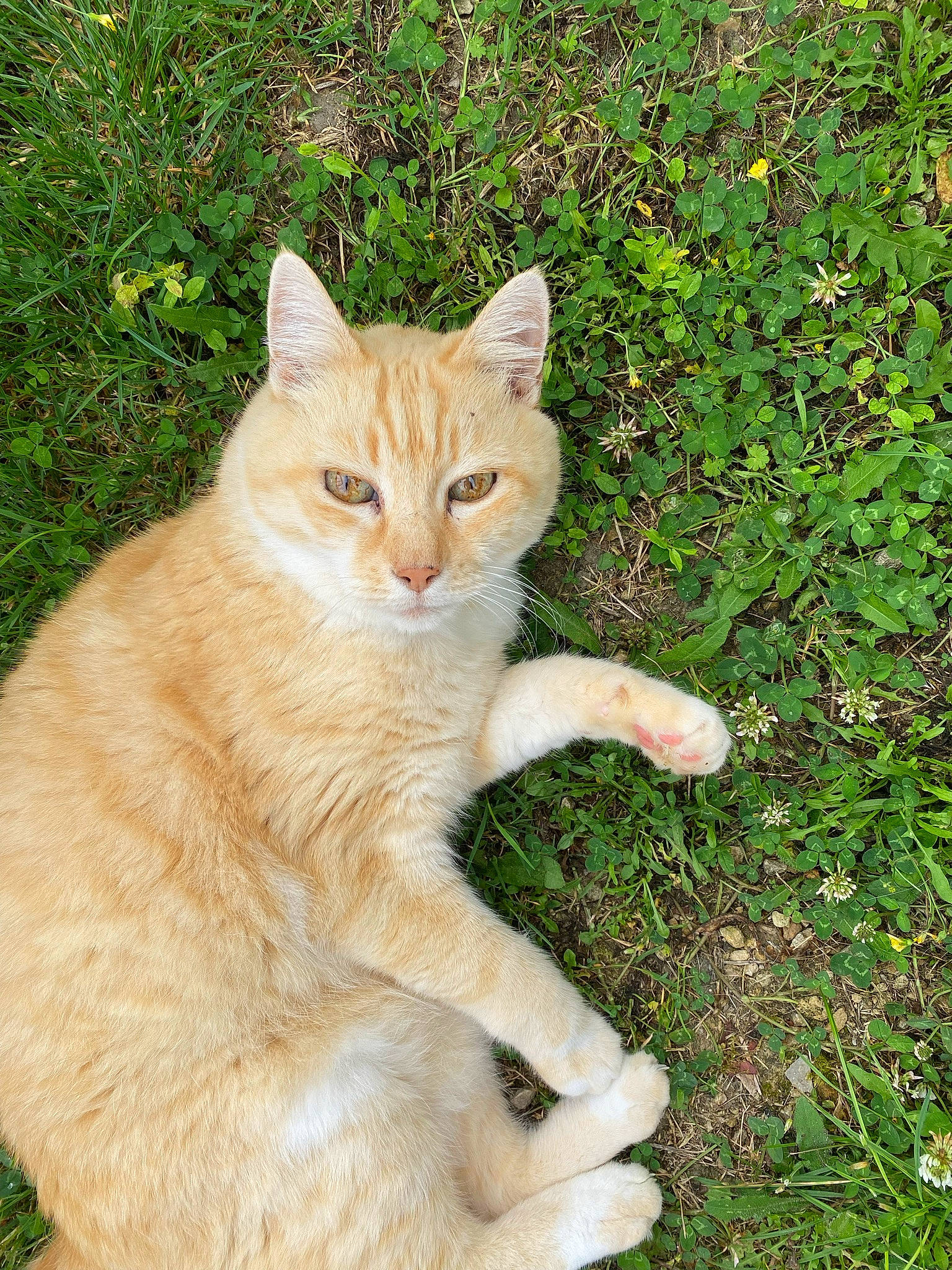 Capucine a rejoint le concours — aidez-le/la à gagner de superbes lots ! art, carnivore, cat, domestic_short_haired_cat, fawn, felidae, fur, gesture, grass, groundcover, paw, plant, sitting, small_to_medium_sized_cats, snout, tail, terrestrial_animal, tree, whiskers, wildlife