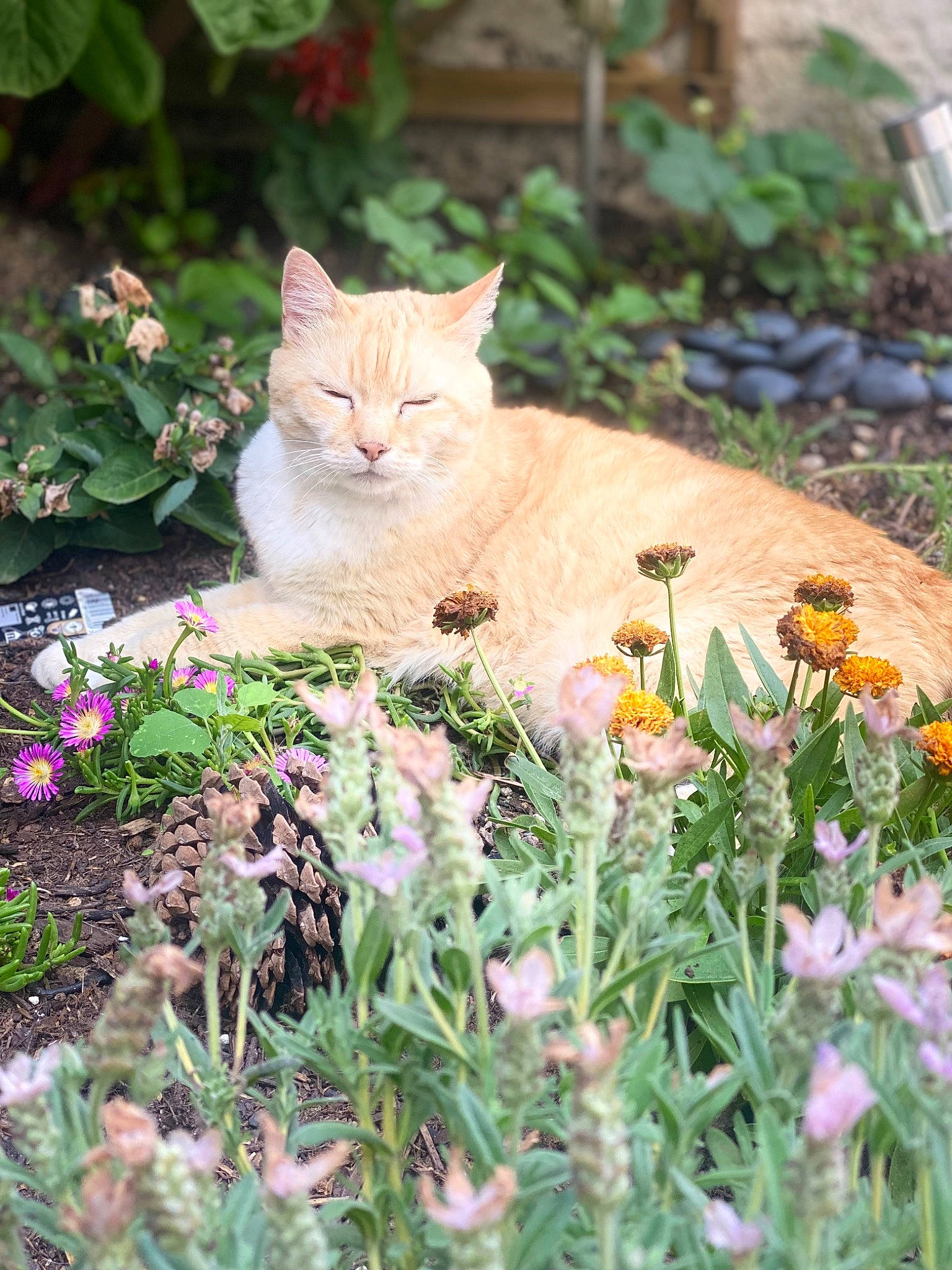 Capucine a rejoint le concours — aidez-le/la à gagner de superbes lots ! annual_plant, botany, carnivore, cat, domestic_short_haired_cat, fawn, felidae, flower, flowering_plant, garden, grass, groundcover, herbaceous_plant, petal, plant, shrub, small_to_medium_sized_cats, tail, whiskers, wood