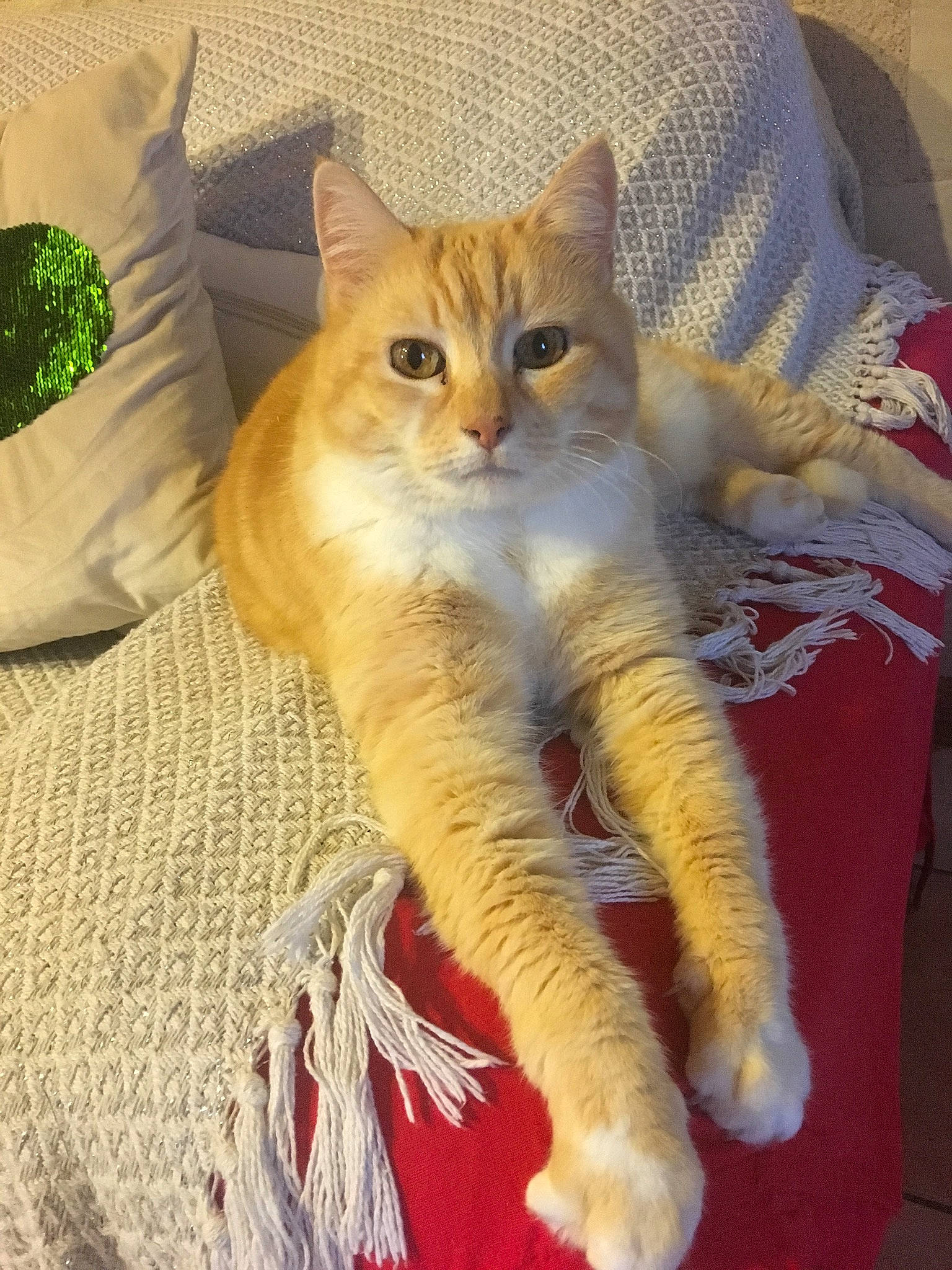 Capucine a rejoint le concours — aidez-le/la à gagner de superbes lots ! carnivore, cat, claw, comfort, domestic_short_haired_cat, fawn, felidae, fur, paw, sitting, small_to_medium_sized_cats, snout, tail, whiskers