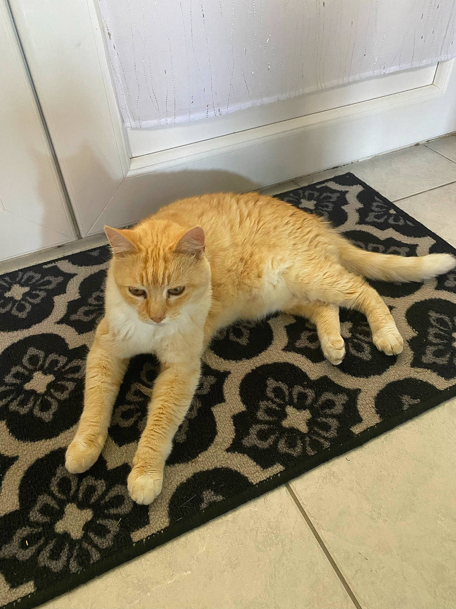 Capucine a rejoint le concours — aidez-le/la à gagner de superbes lots ! carnivore, cat, comfort, domestic_short_haired_cat, fawn, felidae, floor, flooring, fur, hardwood, mammal, paw, room, small_to_medium_sized_cats, snout, tail, terrestrial_animal, vertebrate, whiskers, wood