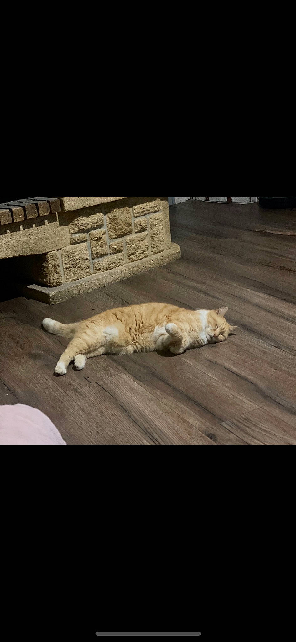 Capucine participe au concours pour gagner de l'argent avec cette photo : carnivore, cat, comfort, companion_dog, domestic_short_haired_cat, fawn, felidae, floor, flooring, hardwood, laminate_flooring, linens, mammal, plywood, small_to_medium_sized_cats, tail, whiskers, wood, wood_flooring, wood_stain