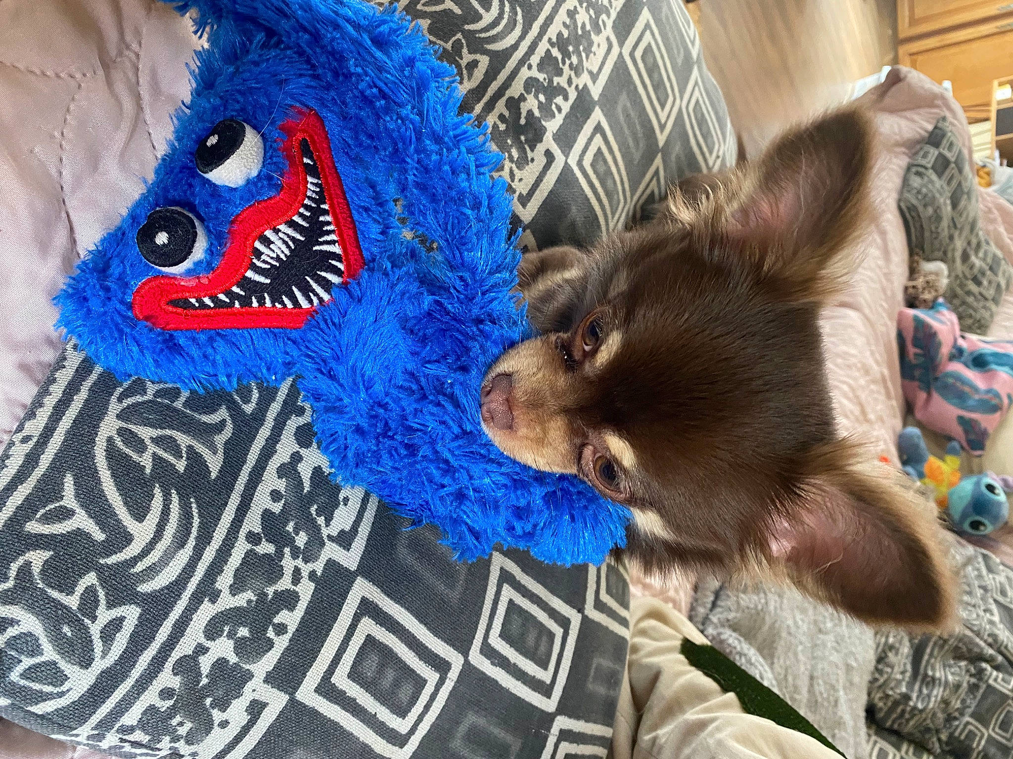 Bounty participe au concours pour gagner de l'argent avec cette photo : art, blue, cap, companion_dog, costume_hat, electric_blue, event, fashion_accessory, feather, felidae, fur, glove, hat, mammal, mask, sleeve, snout, t_shirt, vertebrate, whiskers