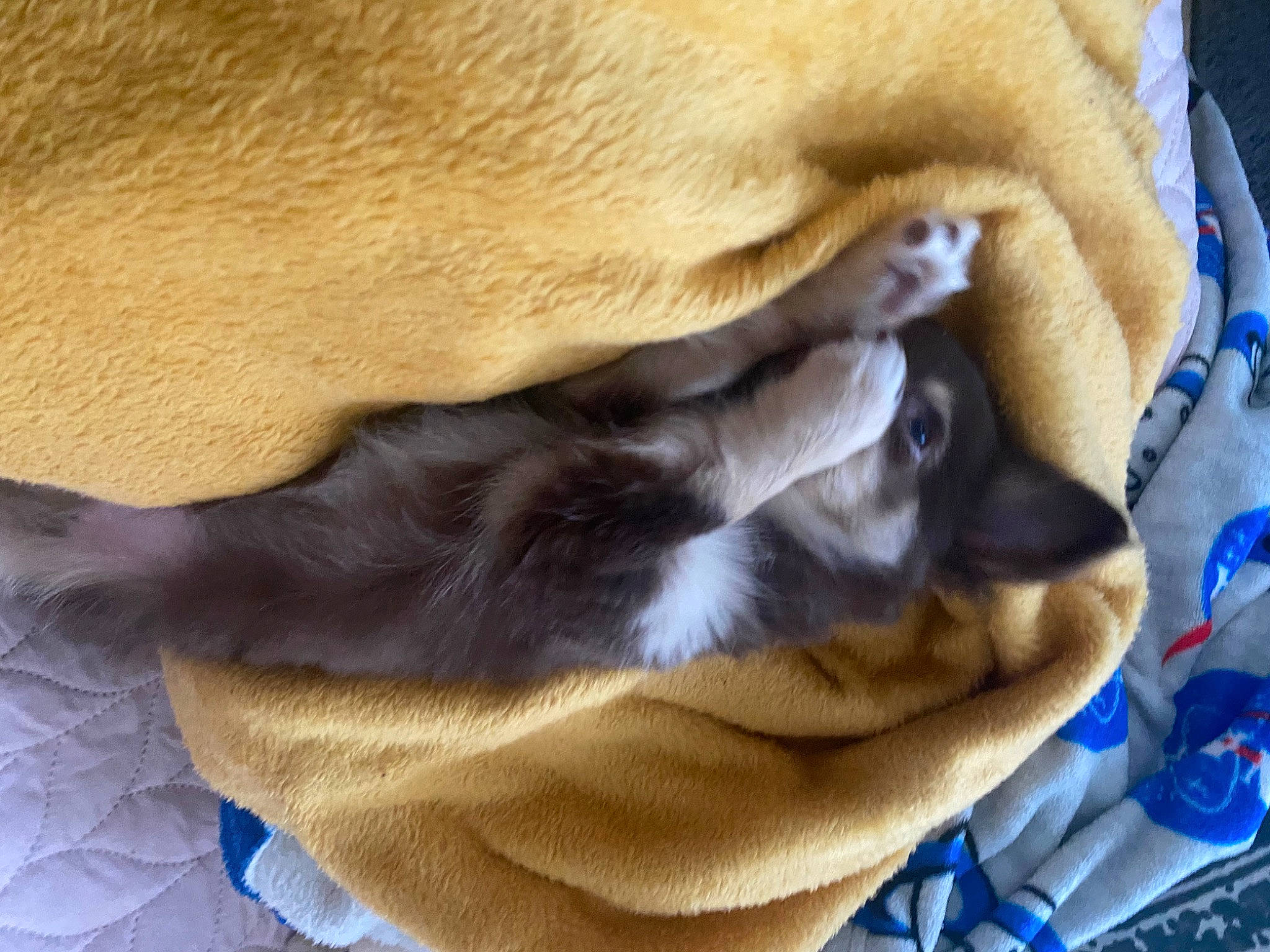 Bounty participe au concours pour gagner de l'argent avec cette photo : blue, canidae, carnivore, cat, comfort, companion_dog, dog, dog_breed, ear, fawn, felidae, fur, nap, paw, small_to_medium_sized_cats, snout, sporting_group, tail, whiskers, working_animal