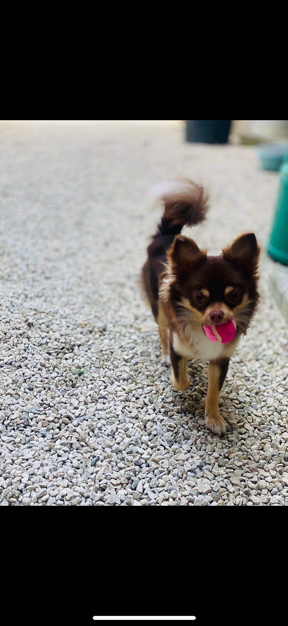 Bounty participe au concours pour gagner de l'argent avec cette photo : asphalt, canidae, carnivore, companion_dog, dog, dog_breed, dog_supply, fawn, flooring, fur, puppy, road_surface, shadow, snout, sporting_group, tail, terrestrial_animal, toy_dog, working_animal, working_dog