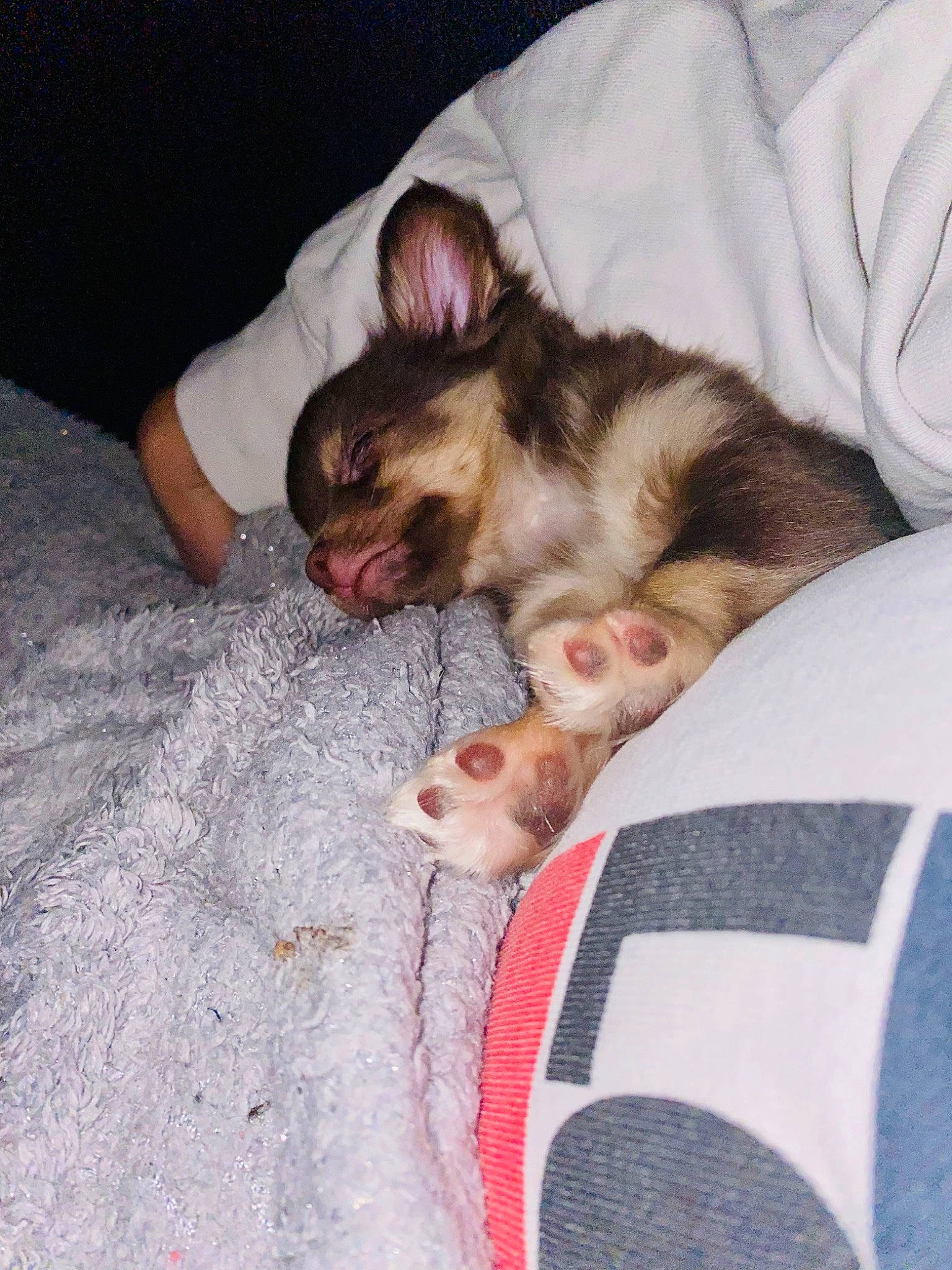 Bounty a rejoint le concours — aidez-le/la à gagner de superbes lots ! claw, comfort, companion_dog, dog_breed, fawn, felidae, foot, fur, linens, marsupial, muroidea, nail, pattern, paw, rodent, small_to_medium_sized_cats, snout, terrestrial_animal, whiskers