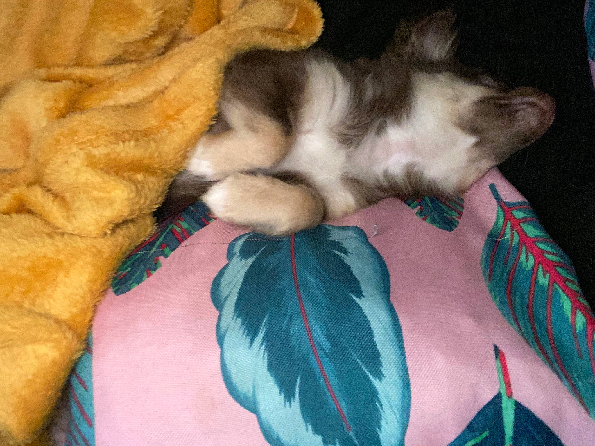 Bounty a rejoint le concours — aidez-le/la à gagner de superbes lots ! canidae, carnivore, comfort, companion_dog, dog, dog_breed, fawn, felidae, fur, linens, mammal, nap, paw, small_to_medium_sized_cats, snout, sporting_group, tail, toy_dog, vertebrate, whiskers