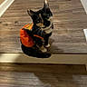 Maple joined the competition — help win amazing prizes! animal, butterfly_costume, calico_cat, cat, costume, curious, cute, domestic_cat, ears, feline, flooring, indoor, looking_up, orange, pet, sitting, small, tail, whiskers, wooden_floor
