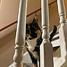 Maple joined the competition — help win amazing prizes! animal, balusters, calico_cat, cat, close_up, curious, domestic_cat, exploring, feline, home, indoor, looking, pet, staircase, stairs, tail, vertical_bars, whiskers, white_railing, wood