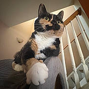 Maple is registered to the contest to win money with this photo: animal, calico_cat, cat, closeup, cozy, curious, domestic_animal, feline, furniture, house, indoor, looking_up, paw, pet, portrait, railing, relaxed, scratcher, stairs, whiskers