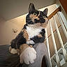 animal, calico_cat, cat, closeup, cozy, curious, domestic_animal, feline, furniture, house, indoor, looking_up, paw, pet, portrait, railing, relaxed, scratcher, stairs, whiskers