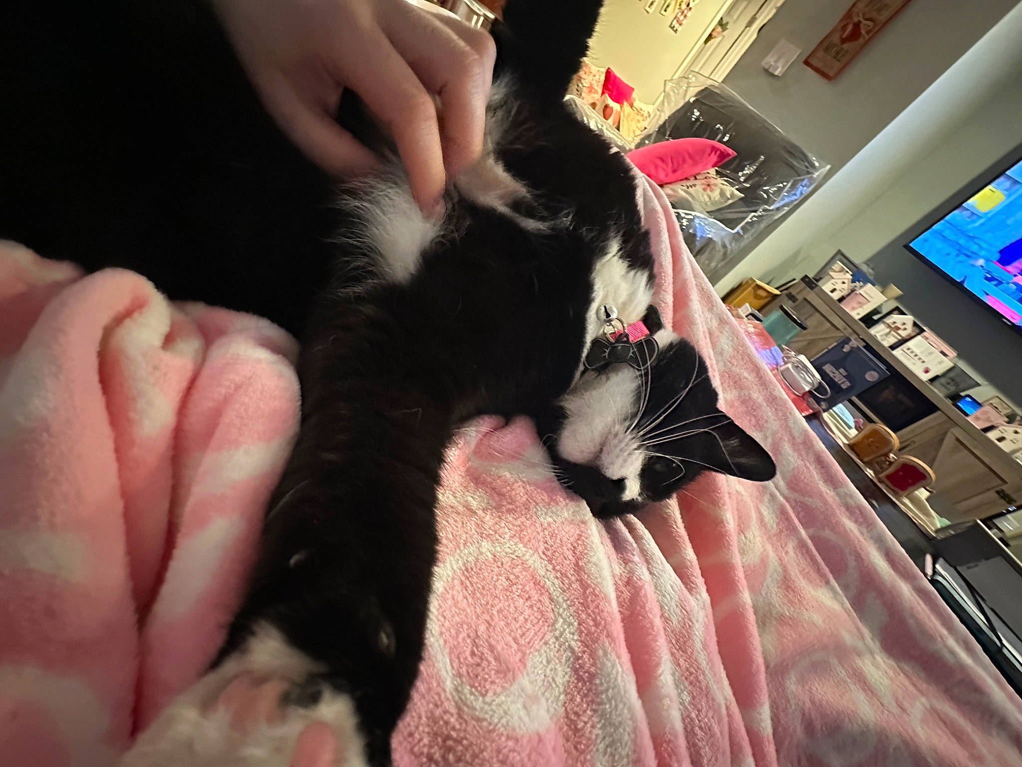 Gilbi joined the competition — help win amazing prizes! canidae, carnivore, cat, claw, comfort, companion_dog, domestic_short_haired_cat, ear, felidae, finger, foot, fur, gesture, human_leg, lap, nail, small_to_medium_sized_cats, television, thumb, whiskers