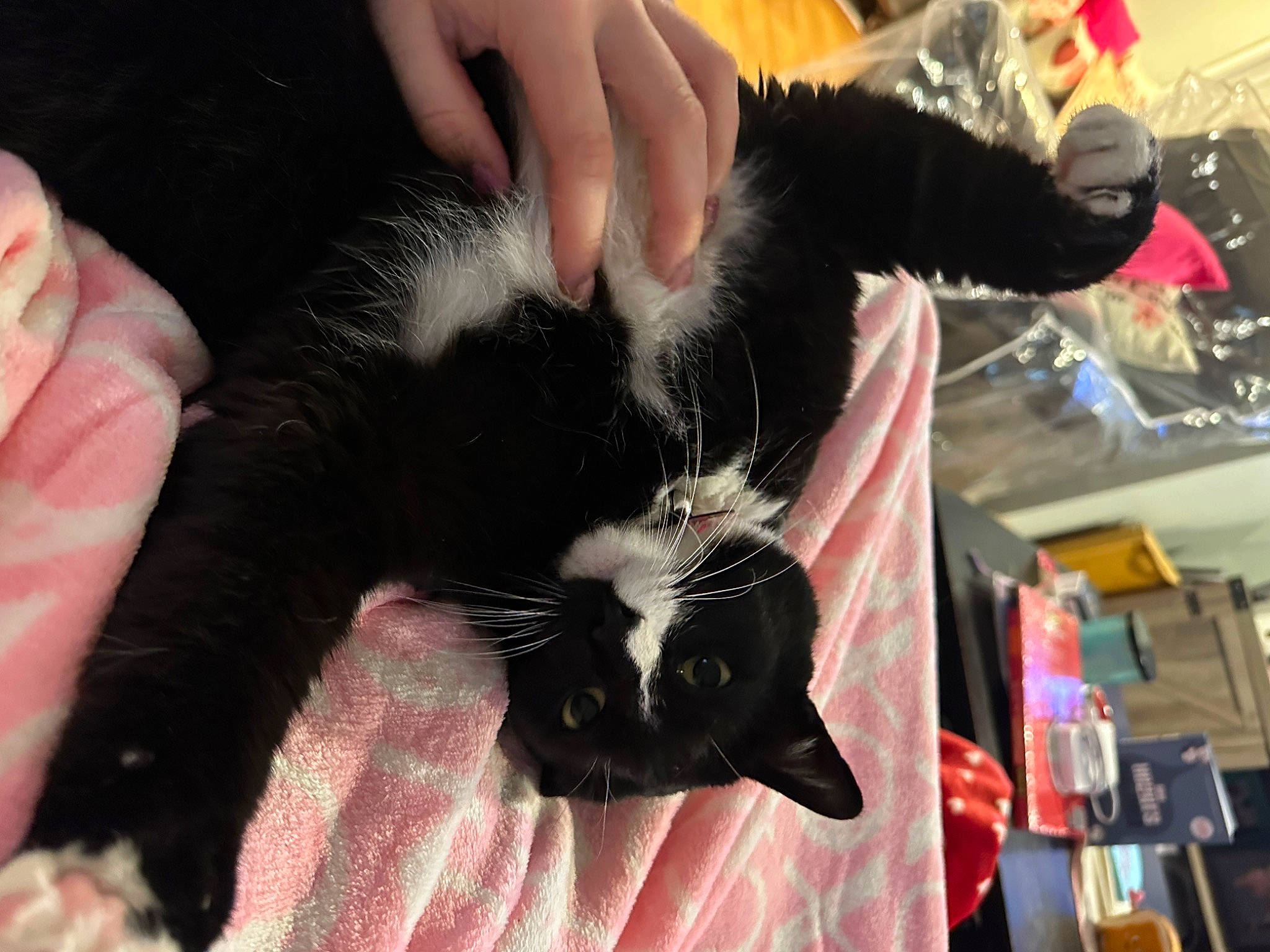 Gilbi joined the competition — help win amazing prizes! carnivore, cat, claw, comfort, companion_dog, dog_breed, domestic_short_haired_cat, felidae, finger, foot, fur, gesture, hand, lap, nail, small_to_medium_sized_cats, snout, thumb, whiskers, wrist