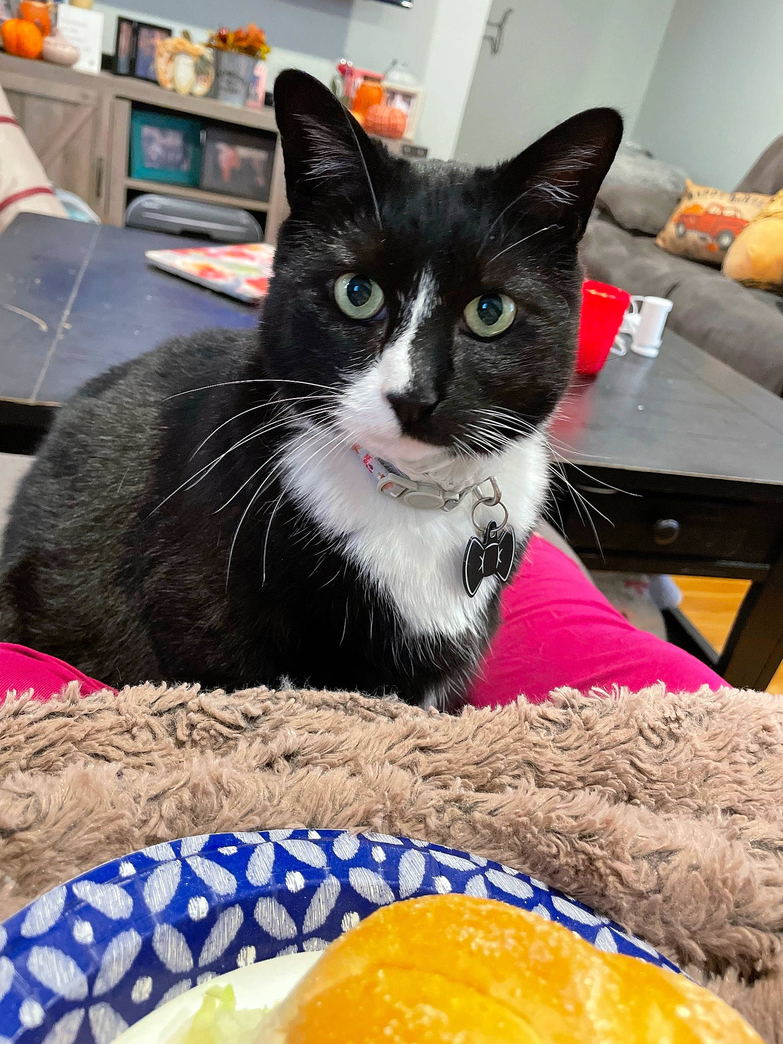 Gilbi is registered to the contest to win money with this photo: animal_feed, box, carnivore, cat, cat_supply, comfort_food, domestic_short_haired_cat, felidae, food, fur, ingredient, mandarin_orange, orange, pet_food, pet_supply, small_to_medium_sized_cats, snout, tail, valencia_orange, whiskers