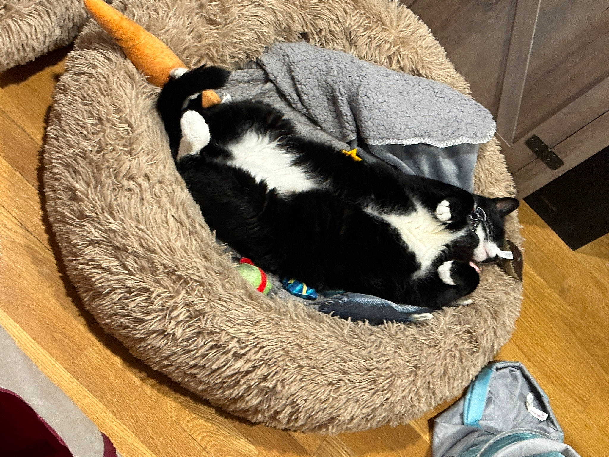 Gilbi joined the competition — help win amazing prizes! bag, canidae, carnivore, cat, cat_bed, cat_furniture, cat_supply, comfort, domestic_short_haired_cat, felidae, fur, hardwood, natural_material, pet_supply, small_to_medium_sized_cats, tail, terrestrial_animal, walking_shoe, whiskers, wood