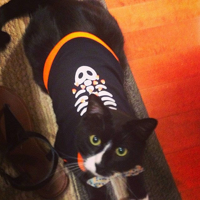 Gilbi joined the competition — help win amazing prizes! black_cat, carmine, carnivore, cat, comfort, companion_dog, dog, dog_breed, dog_supply, domestic_short_haired_cat, felidae, flooring, fur, linens, sleeve, small_to_medium_sized_cats, snout, sportswear, tail, whiskers