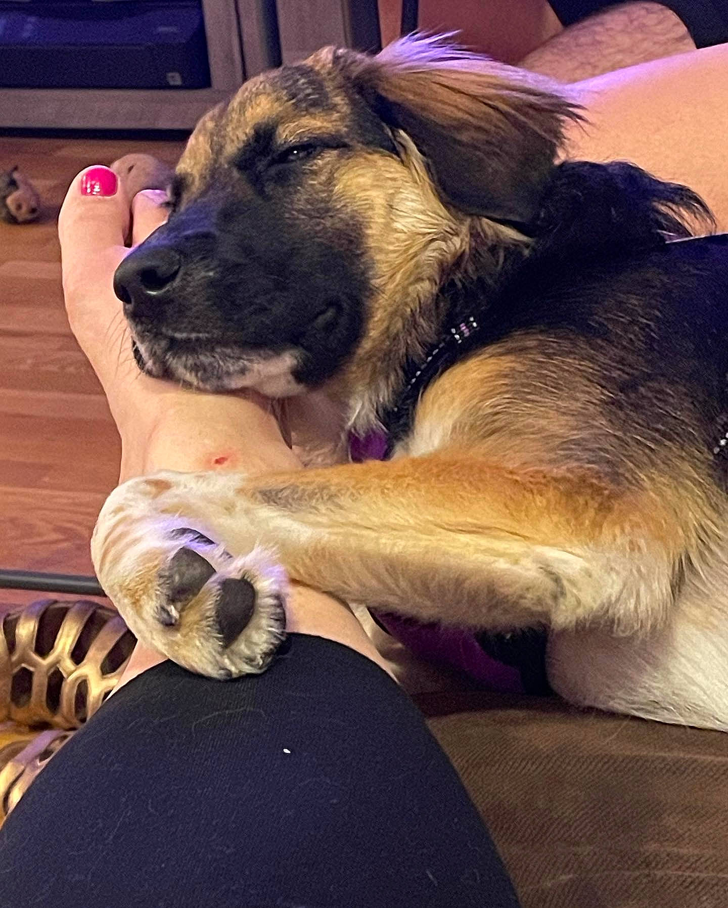 Gracie is registered to the contest to win money with this photo: canidae, carnivore, companion_dog, dog, dog_breed, fawn, fur, giant_dog_breed, guard_dog, paw, puppy, snout, sporting_group, terrestrial_animal, whiskers, working_animal, working_dog