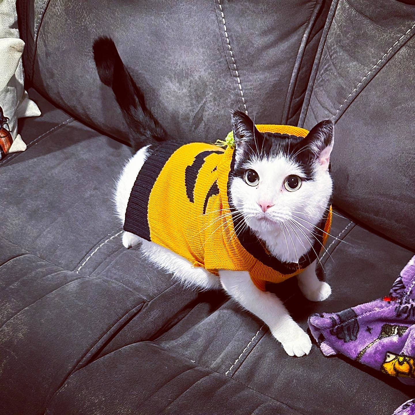 Fig is registered to the contest to win money with this photo: carnivore, cat, comfort, cool, electric_blue, eye, felidae, fur, grey, human_body, human_leg, linens, sleeve, small_to_medium_sized_cats, snout, sportswear, t_shirt, tail, thigh, whiskers