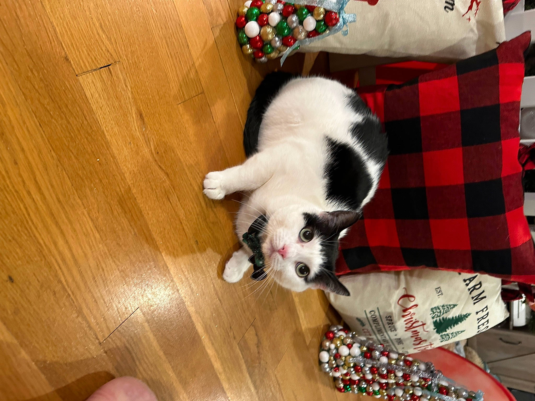 Fig is registered to the contest to win money with this photo: carnivore, cat, comfort, companion_dog, dog_breed, fawn, felidae, flooring, fur, hardwood, pet_supply, plaid, small_to_medium_sized_cats, tail, tartan, toy, varnish, whiskers, wood, wood_stain