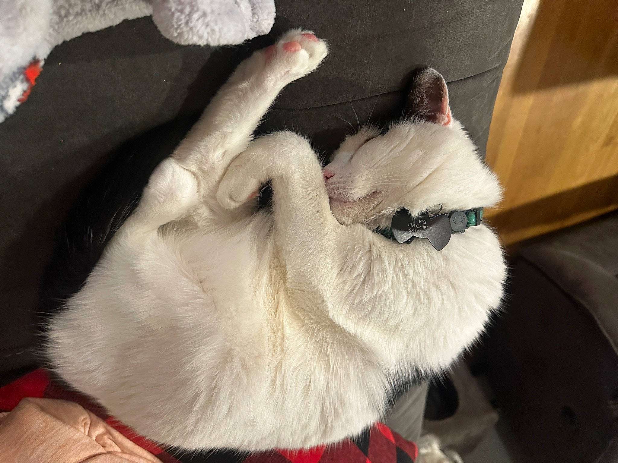 Fig is registered to the contest to win money with this photo: canidae, carnivore, cat, claw, collar, comfort, companion_dog, dog_breed, dog_collar, ear, fawn, felidae, foot, fur, paw, small_to_medium_sized_cats, snout, sporting_group, tail, whiskers