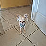 dog, chihuahua, small_dog, pet, indoors, tile_floor, harness, cute, animal, canine, floor, wall, door, domestic_animal, standing, fur, ears, alert, tiny, companion