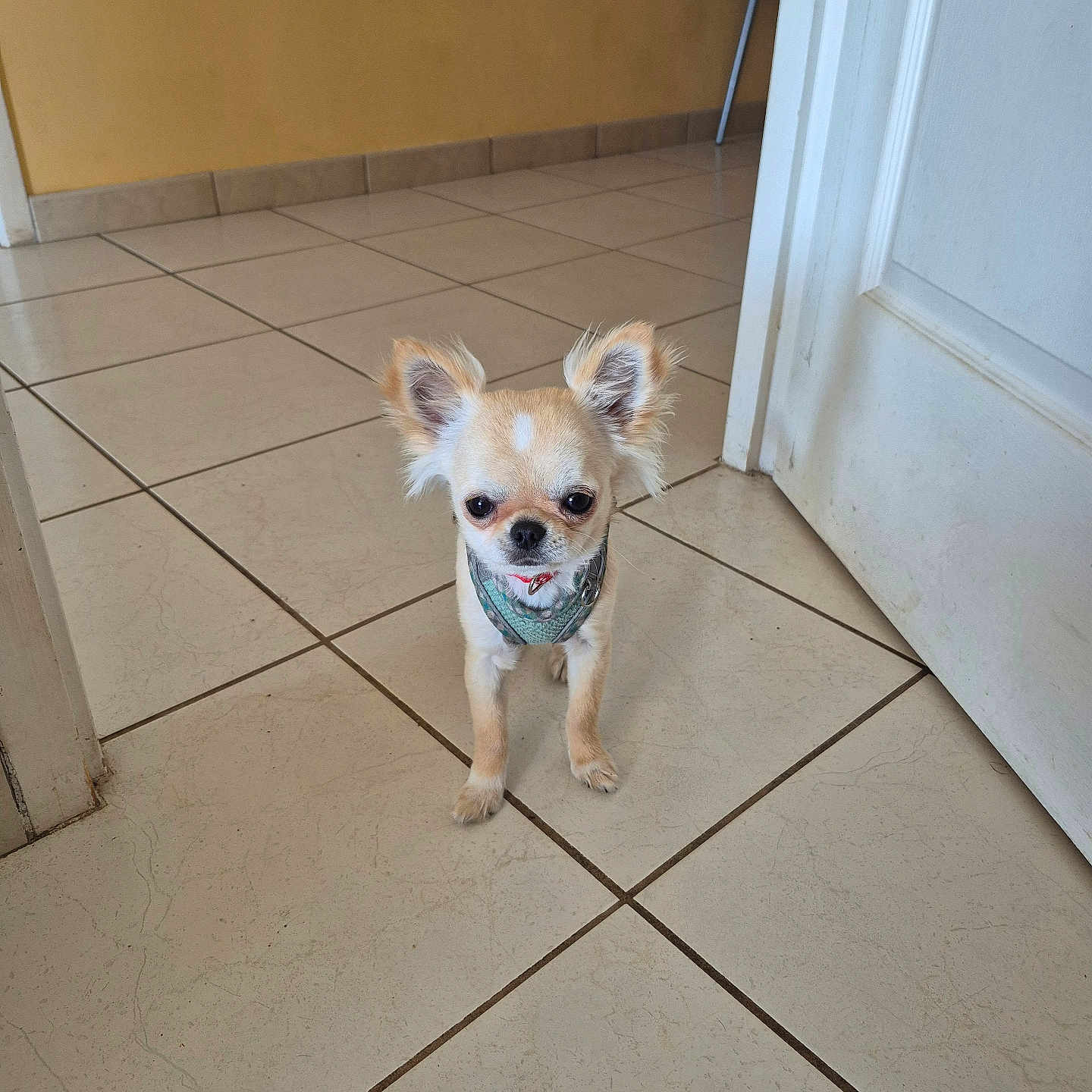 Aaron participe au concours pour gagner de l'argent avec cette photo : dog, chihuahua, small_dog, pet, indoors, tile_floor, harness, cute, animal, canine, floor, wall, door, domestic_animal, standing, fur, ears, alert, tiny, companion